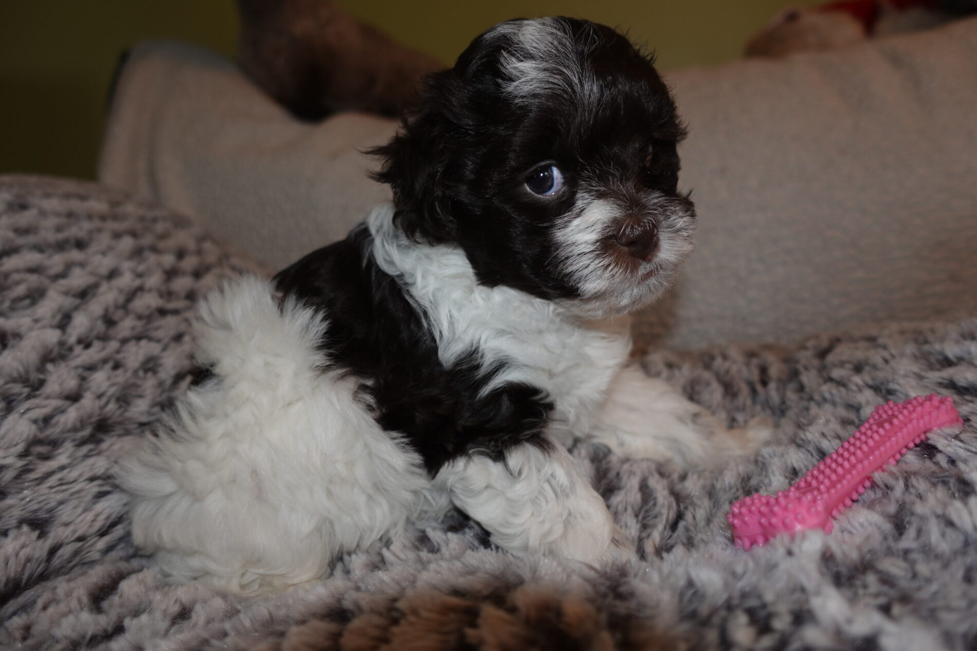 Toy Poodle Puppies for Sale in Michigan