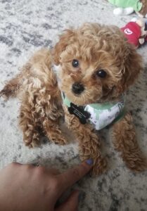 Toy Poodle puppy near Grand Rapids Michigan