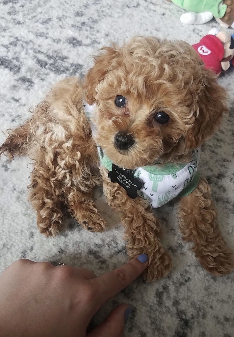 Toy Poodle Puppies for Sale Michigan