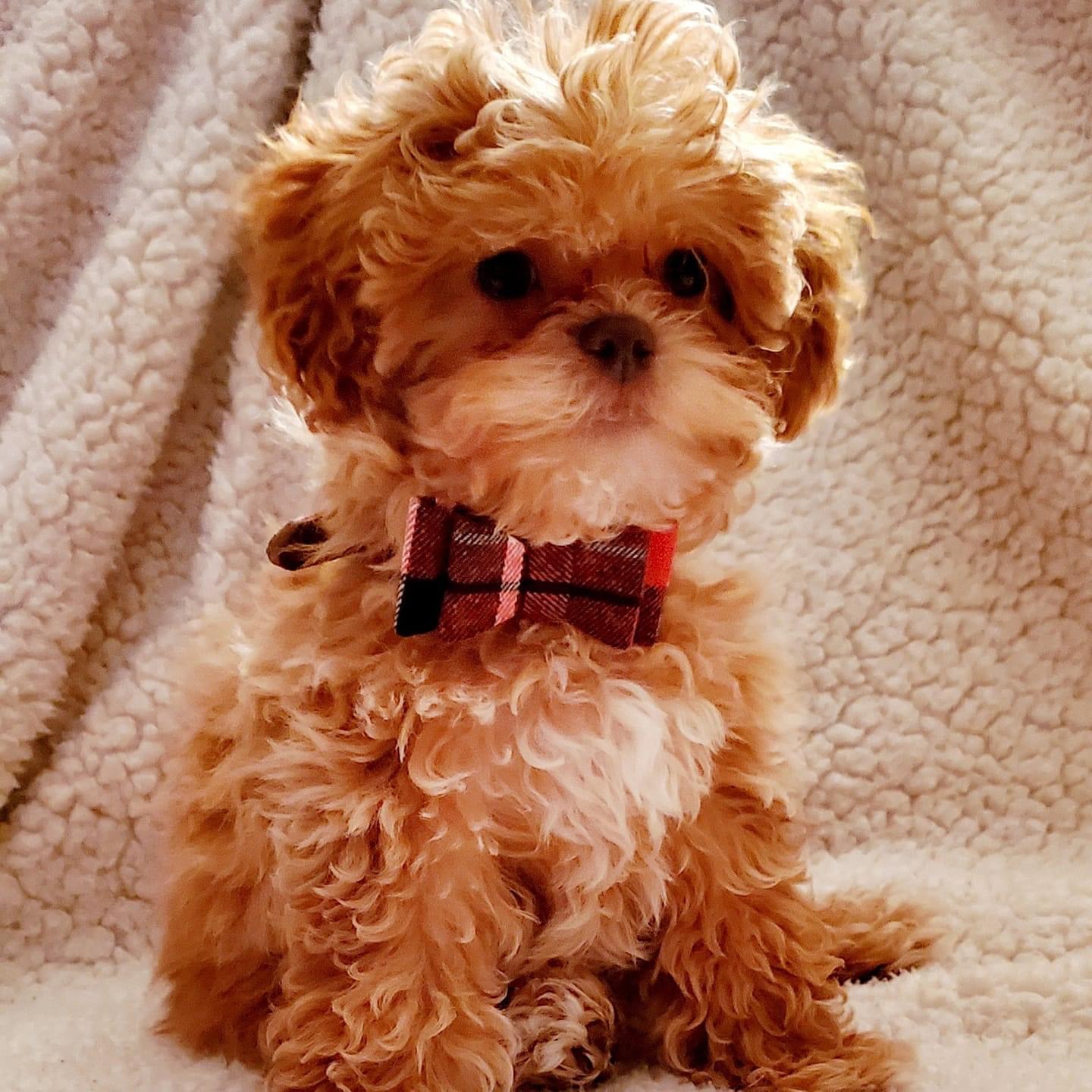 SHIH POO PUPPIES