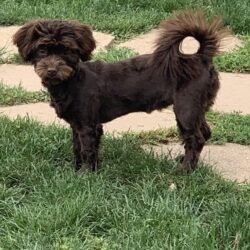 Havanese Puppies for Sale in Grand Rapids MI
