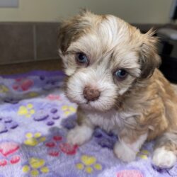 Coral havanese