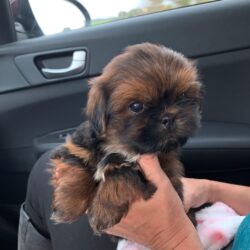 SHIH TZU PUPPIES