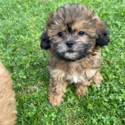 Maggie & Sir Tinley shipoo