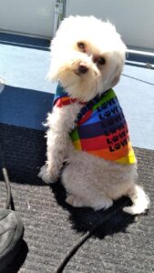 white havapoo puppy in rainbow shirt