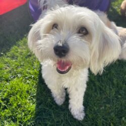 Havanese, Havapoo Puppies in Michigan