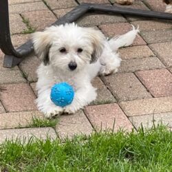 Havanese Puppy Breeders in Michigan