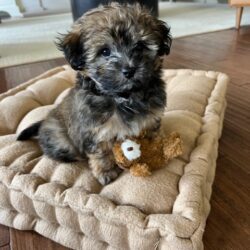 Shih Poo Puppy for Sale in Michigan