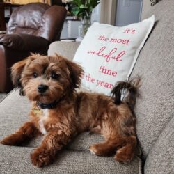 Zeroni & Sir Tinley shipoo