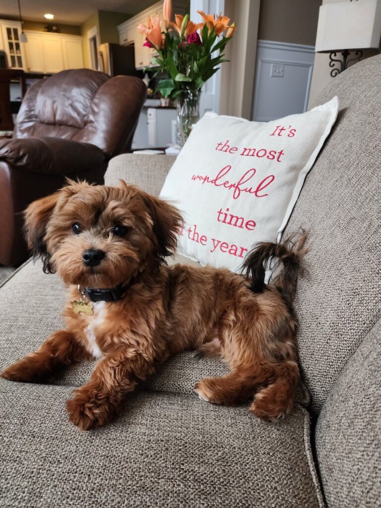 Zeroni & Sir Tinley shipoo
