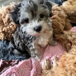 black and white Teacup Poodle Puppy