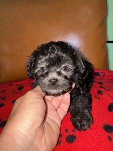 Family-raised Havapoo puppy