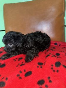 Havapoo puppy near Grand Rapids Michigan