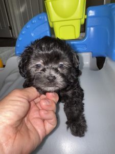 Havapoo puppy raised near Grand Rapids Michigan