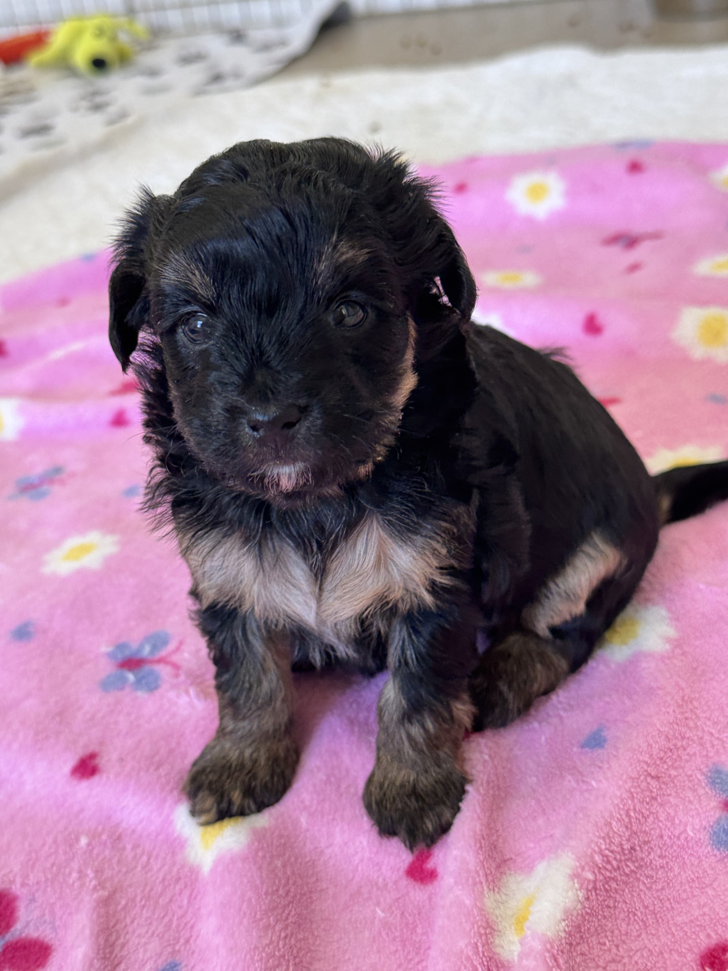 Yorkie Poo puppy from PridesPuppies