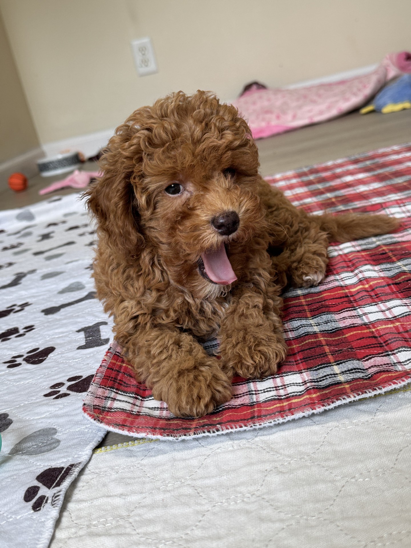 Maltipoo Puppies