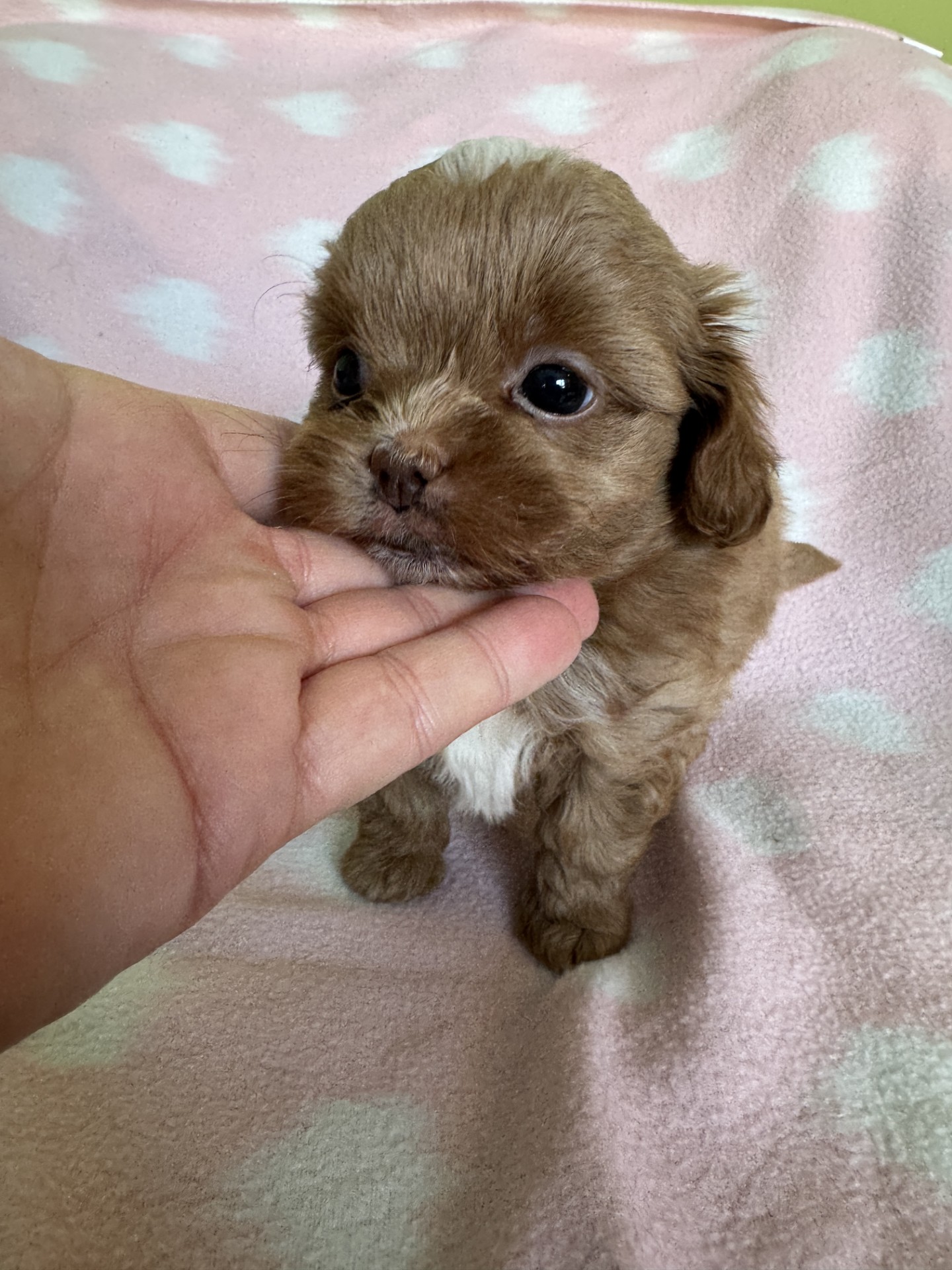 Shih Poo Puppy near Grand Rapids Michigan