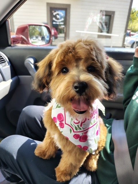 Shih Poo Puppies