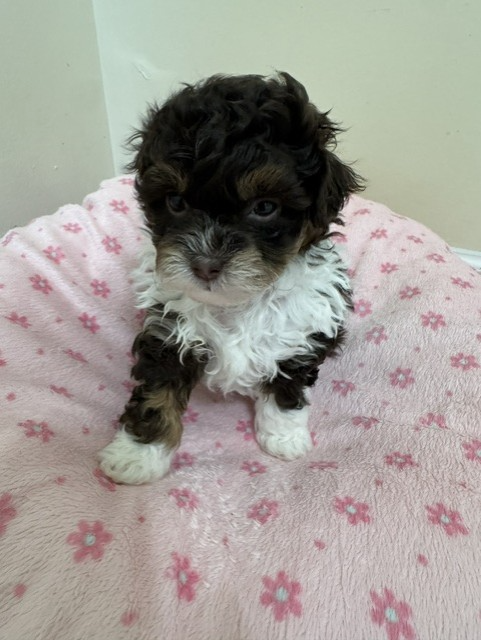 Female Shihpoo puppy from Shiloh