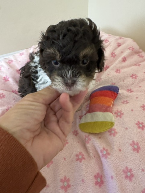 Female Shihpoo puppy from Shiloh