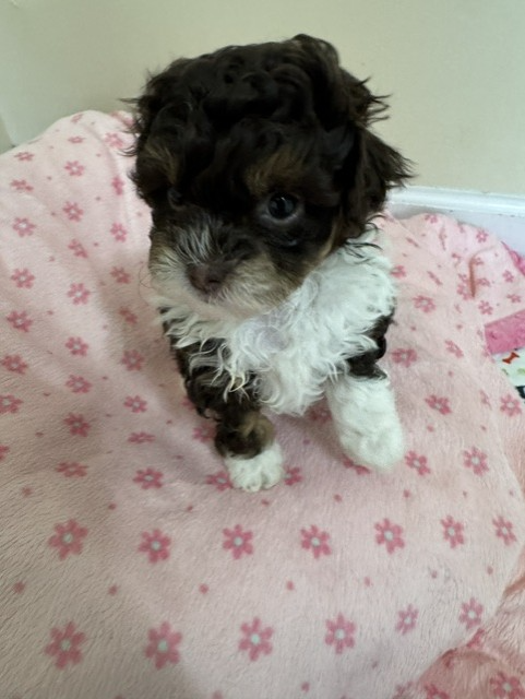 Female Shihpoo puppy from Shiloh