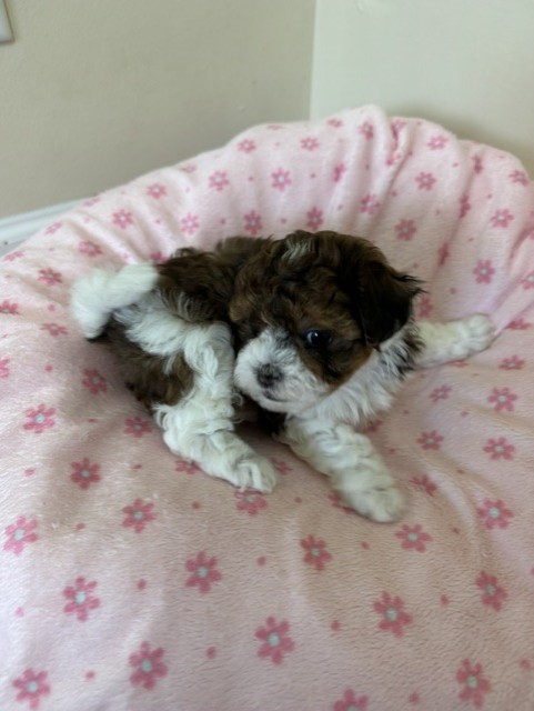 Female Shihpoo puppy from Shiloh