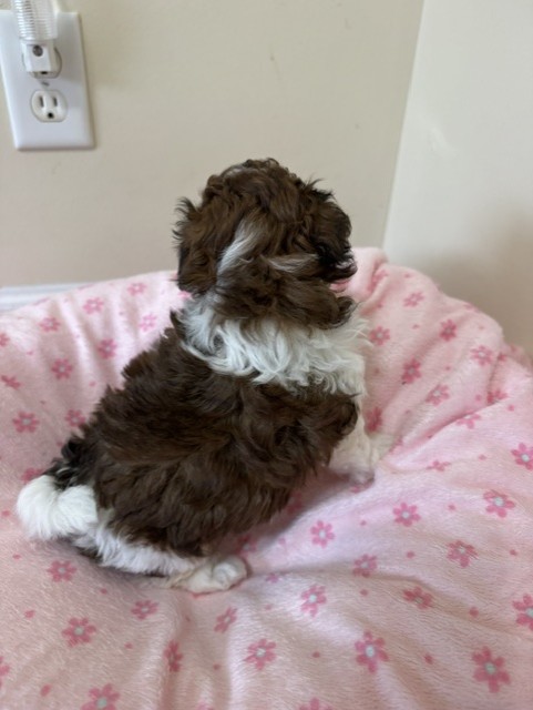 Female Shihpoo puppy from Shiloh