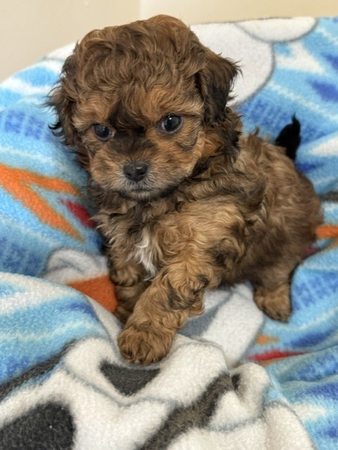 Male Shihpoo puppy from Shiloh