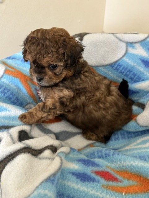Male Shihpoo puppy from Shiloh