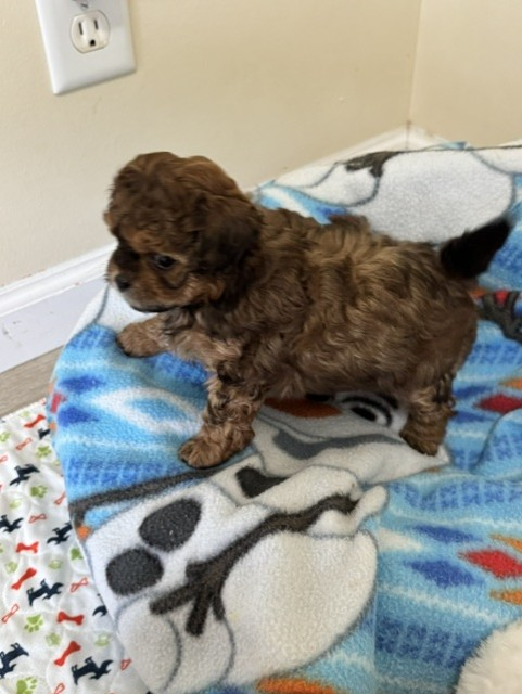Male Shihpoo puppy from Shiloh