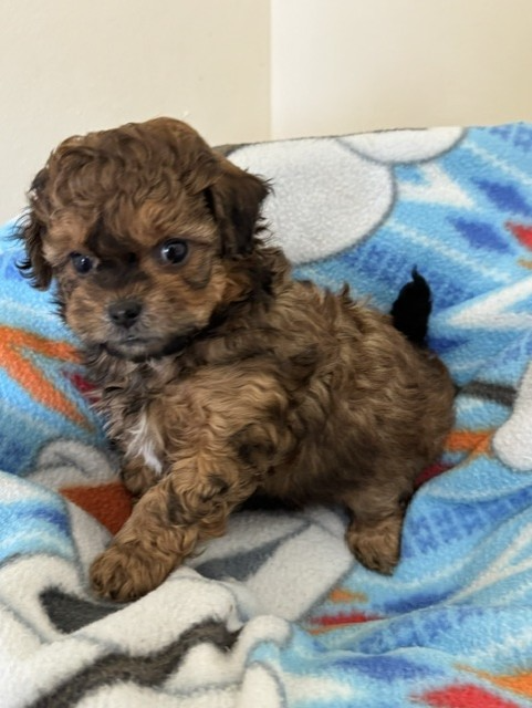 Male Shihpoo puppy from Shiloh