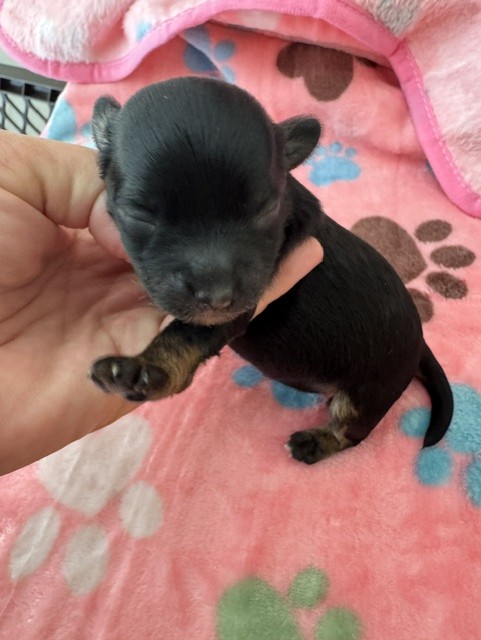 Black female Havapoo puppy from Gracie and Armani