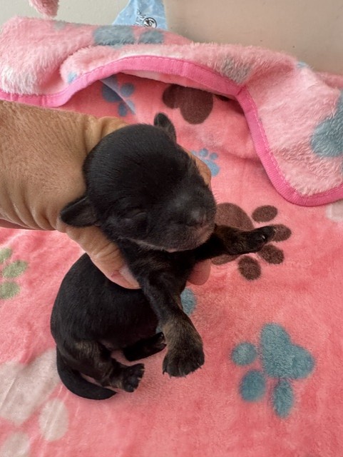 Black female Havapoo puppy from Gracie and Armani