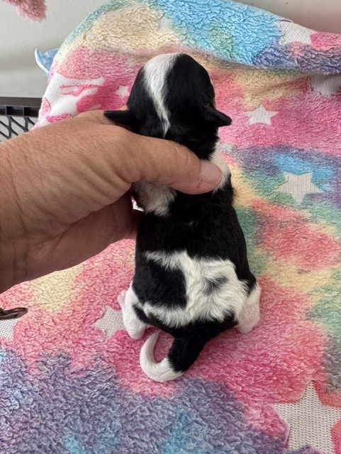 Female Havapoo puppy from Gracie and Armani