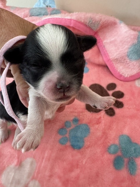 Female Havapoo puppy from Gracie and Armani