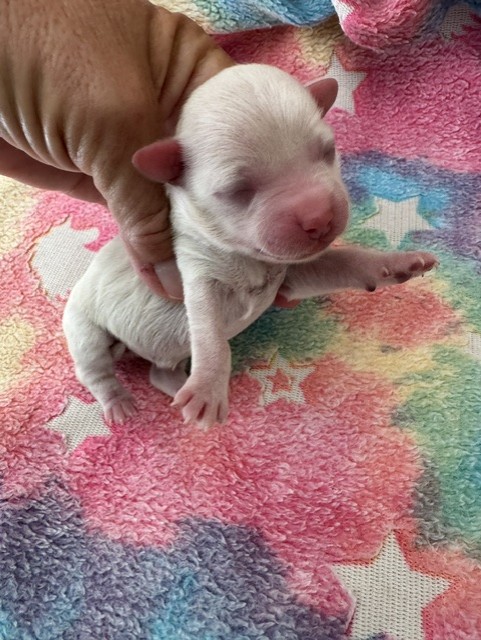 Female Havapoo puppy from Macy