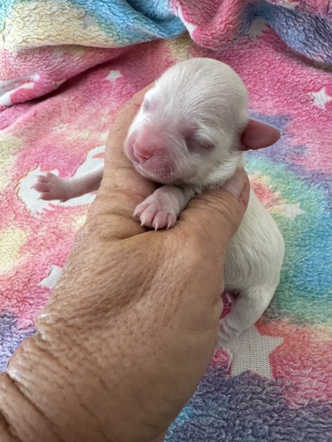 Female Havapoo puppy from Macy