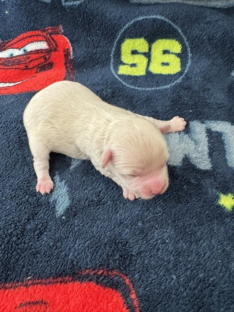 Male Havapoo puppy from Macy
