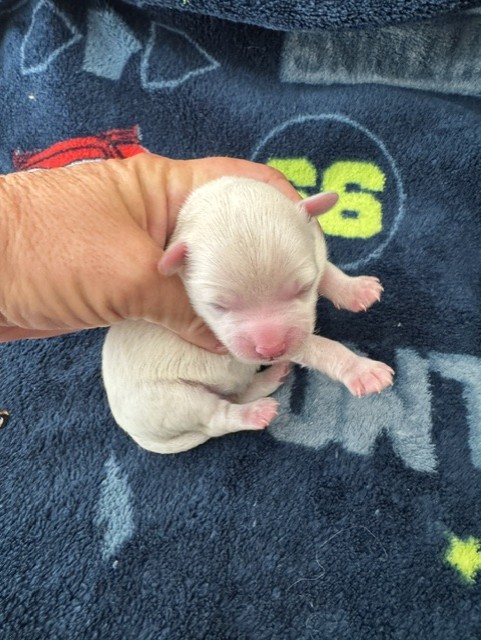 Male Havapoo puppy from Macy