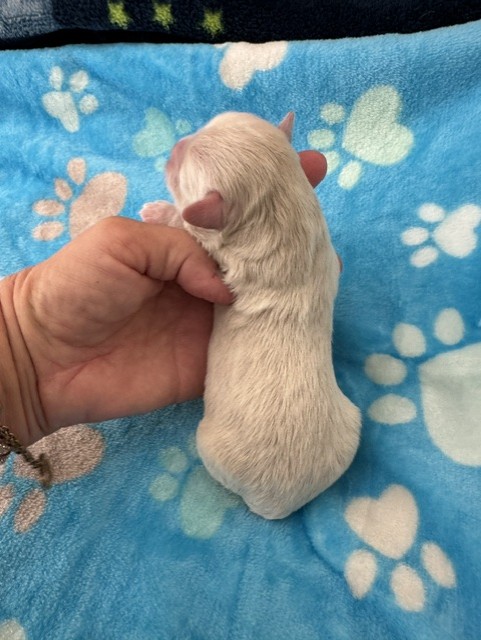 Male Havapoo puppy from Macy