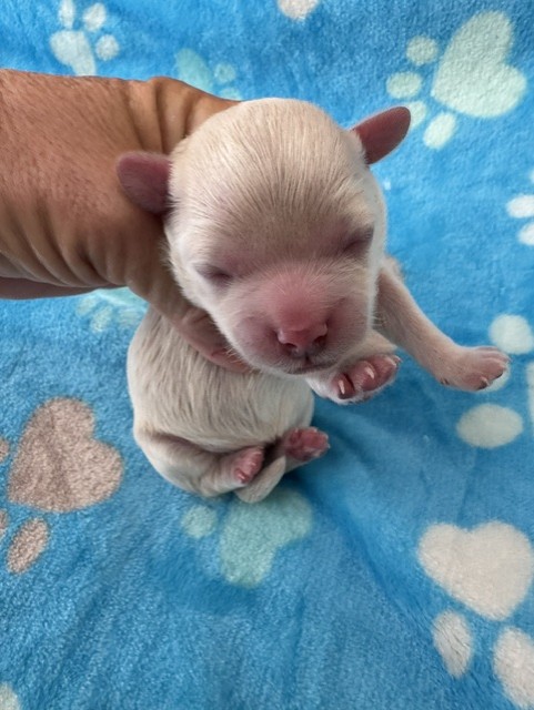 Male Havapoo puppy from Macy