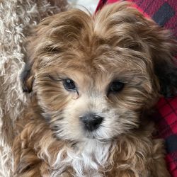 Puppies For Sale Near Michigan City Indiana