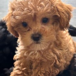 apricot teacup poodle