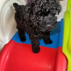 black teacup poodle puppy