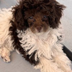 brown and white teacup poodle